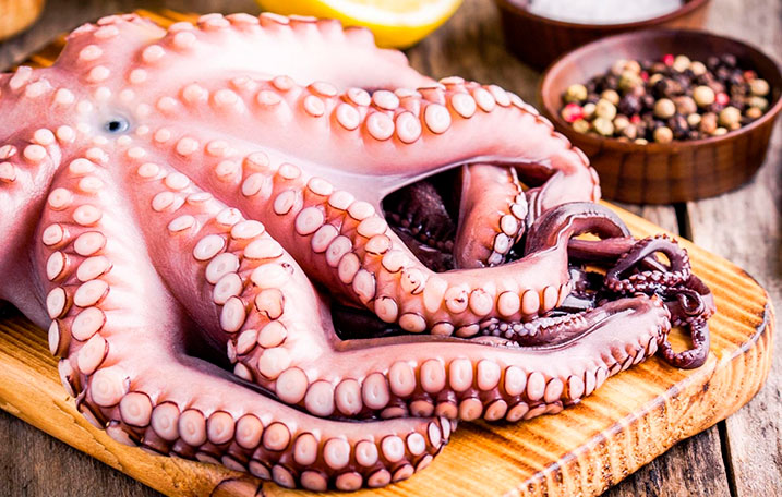 octopus